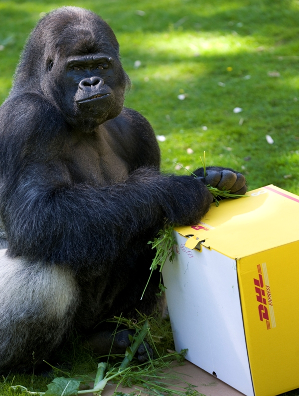 DHL перевезла из Великобритании в Габон девять горилл
